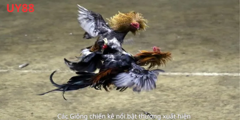 Các Giống chiến kê nổi bật thường xuất hiện 