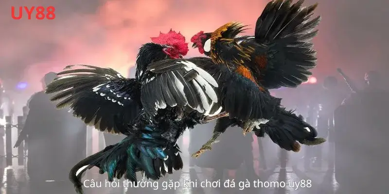Câu hỏi thường gặp khi chơi đá gà thomo uy88