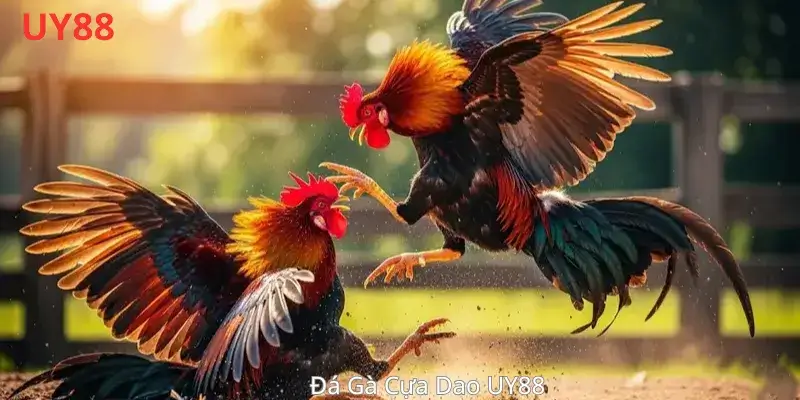 Đá Gà Cựa Dao UY88