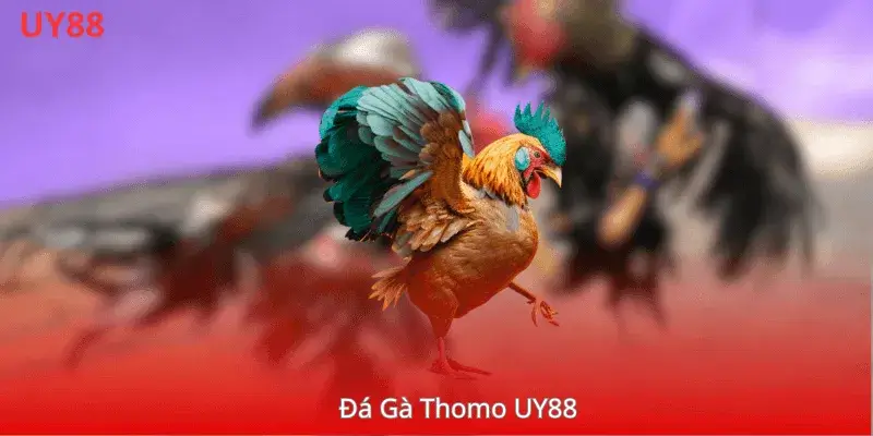 Đá Gà Thomo UY88