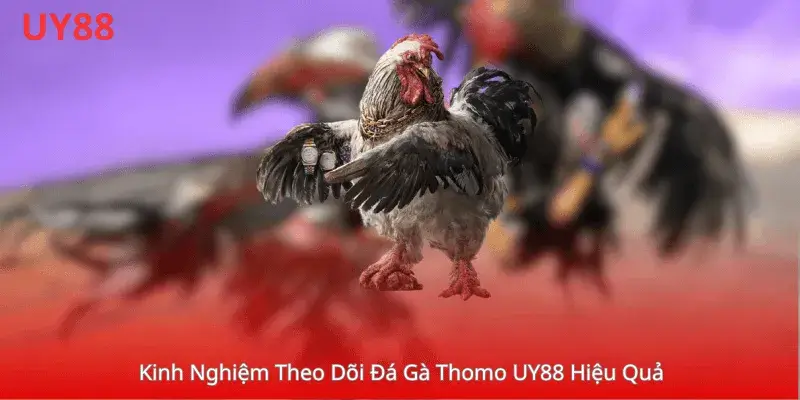 Kinh Nghiệm Theo Dõi Đá Gà Thomo UY88 Hiệu Quả 
